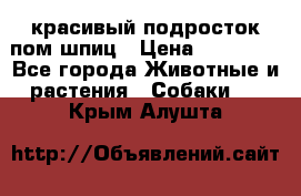 красивый подросток пом шпиц › Цена ­ 30 000 - Все города Животные и растения » Собаки   . Крым,Алушта